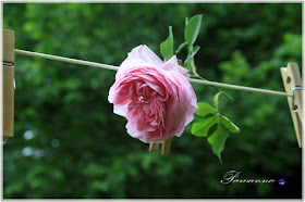 rozes Louis Odier,  foxglove, digitalis,  peonies, romantic garden, clematis asao, clematis alpina constans, hagley hybrid