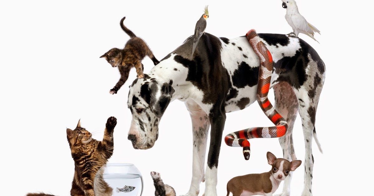 Animalia: 2. ¿Qué son los animales?