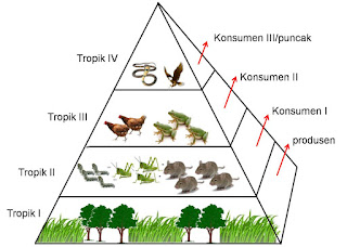 Piramida Makanan