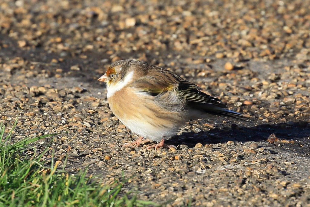 Bird Hybrids: European Goldfinch x Island Canary