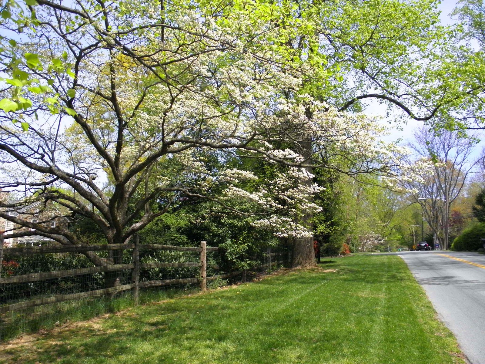 Blooming Dogwood Trees
