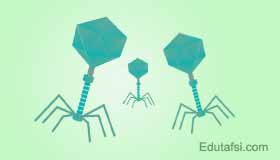 Pembahasan UN biologi UNBK Biologi