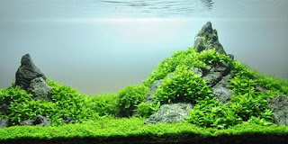 200 Referensi Desain Dan Model Aquascape Berdasarkan Tema https://www.faktapopuler.com/2018/12/200-referensi-desain-dan-model.html