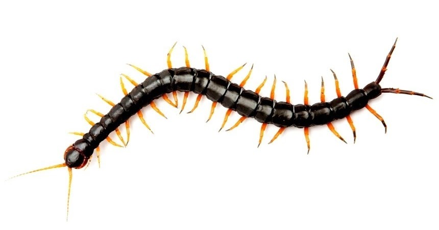 Petanda Lipan Masuk Rumah Petanda Lipan Masuk Rumah