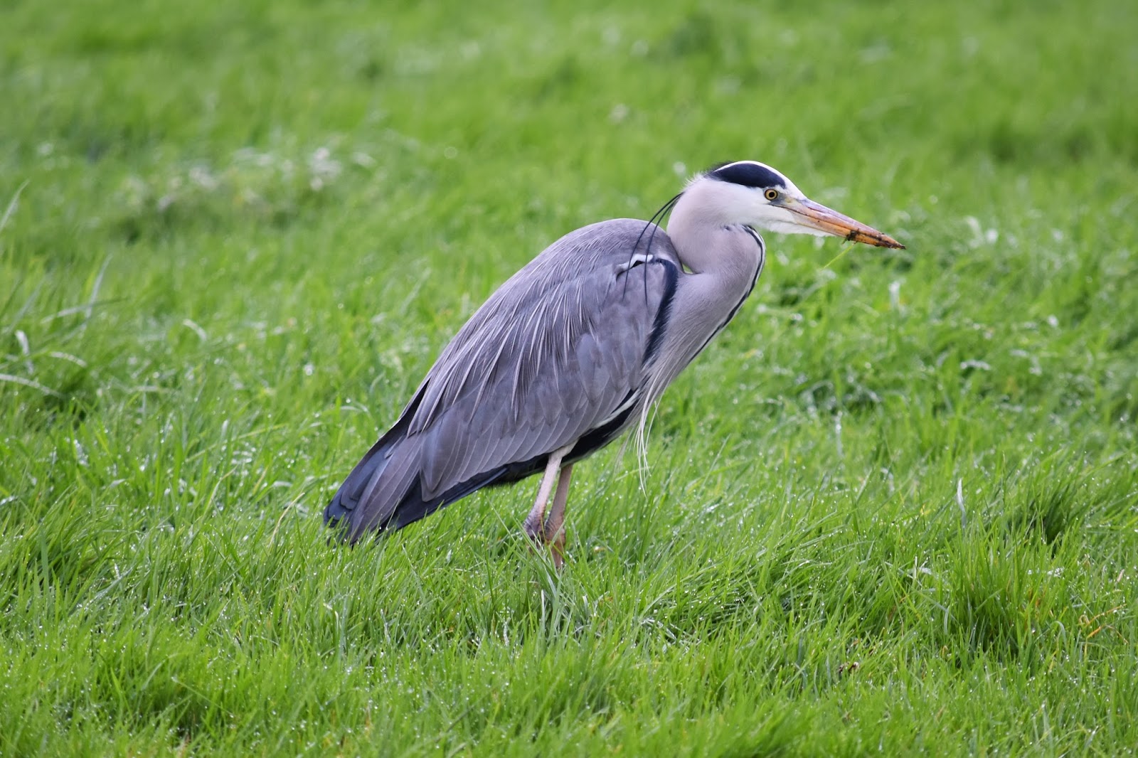 L'association Nature'L à Luisant Zoom sur le Héron Cendré (Ardea Cinerea)