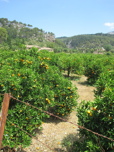Orangenplantage Orangenplantage