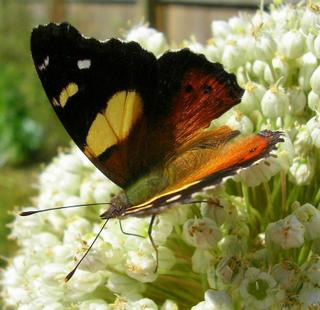 The Yellow Admiral