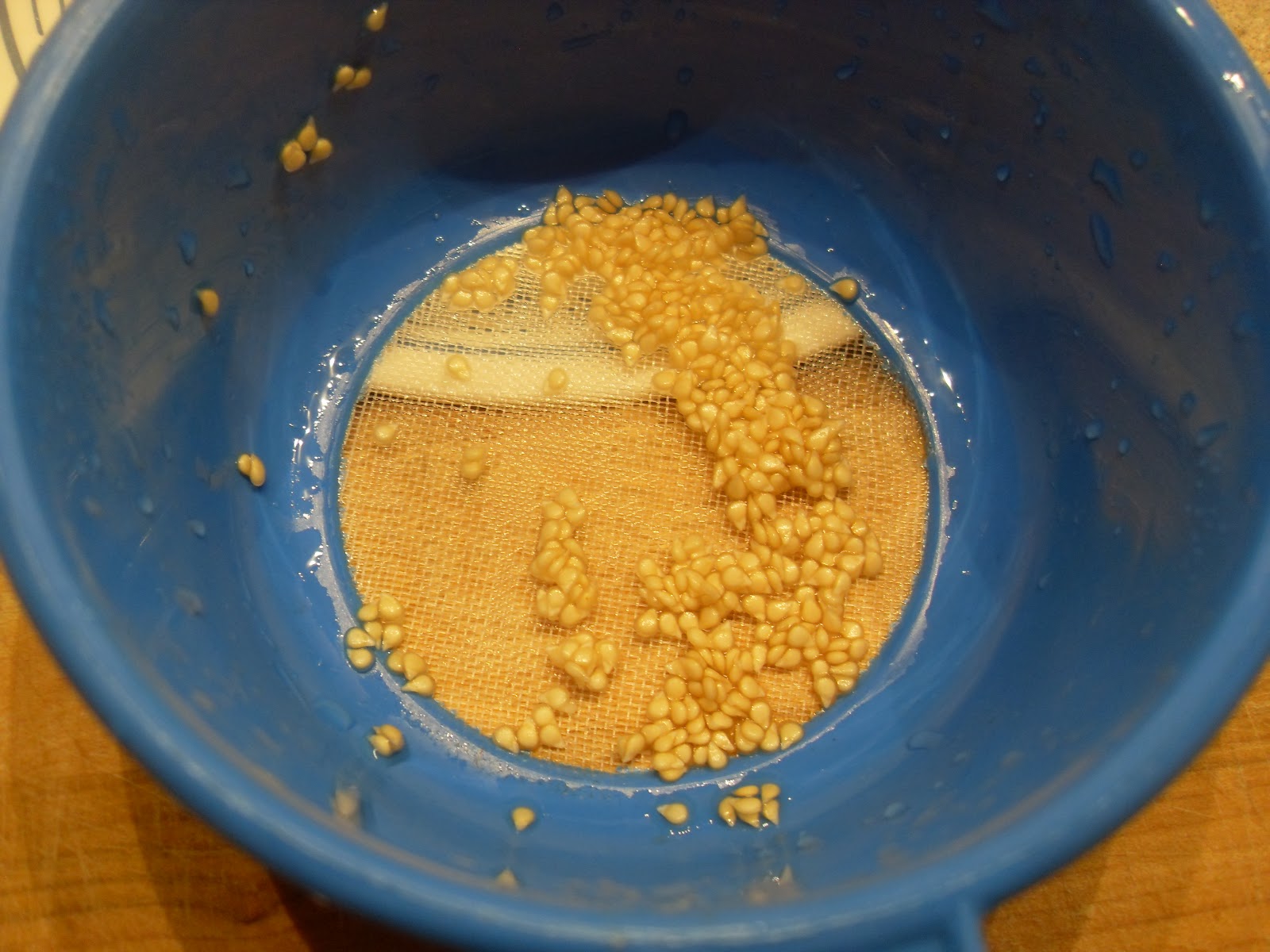 The Scientific Gardener Processing Tomato Seeds