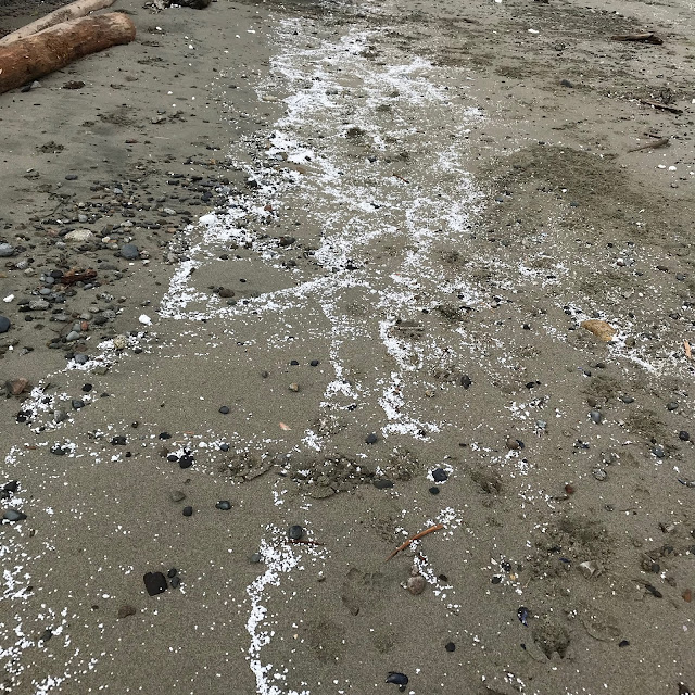Styrofoam pollution spread across a local beach, Sunshine Coast, BC, Canada
