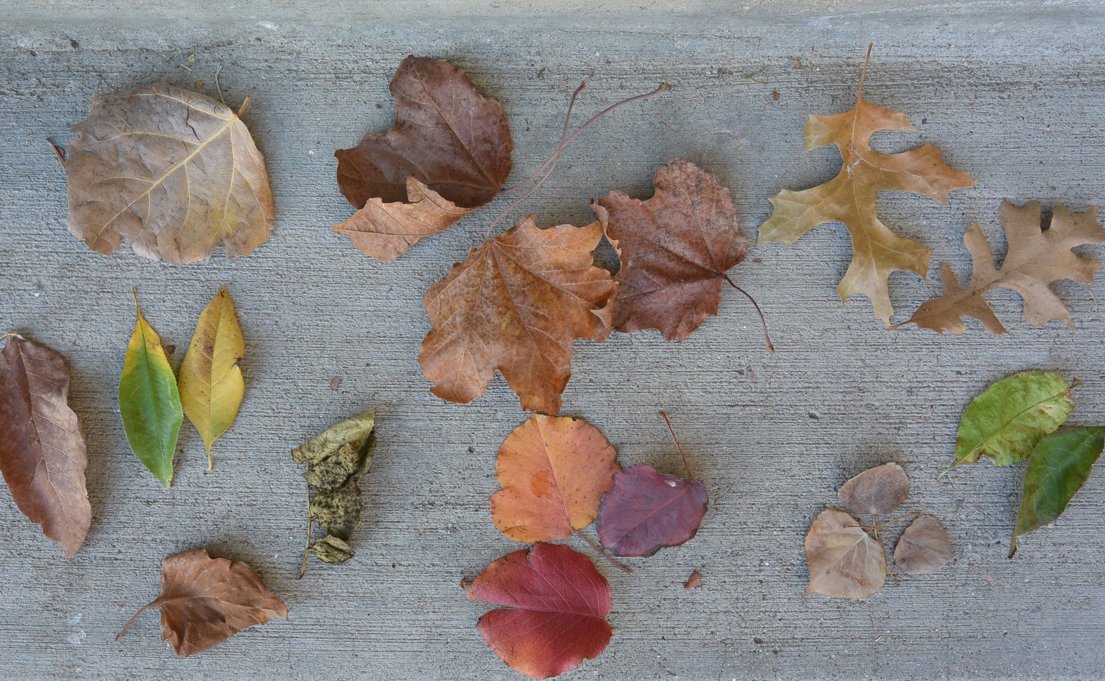 CO-Horts: Leaf Musings