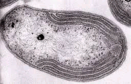 nitrosomonas nitrosomonas