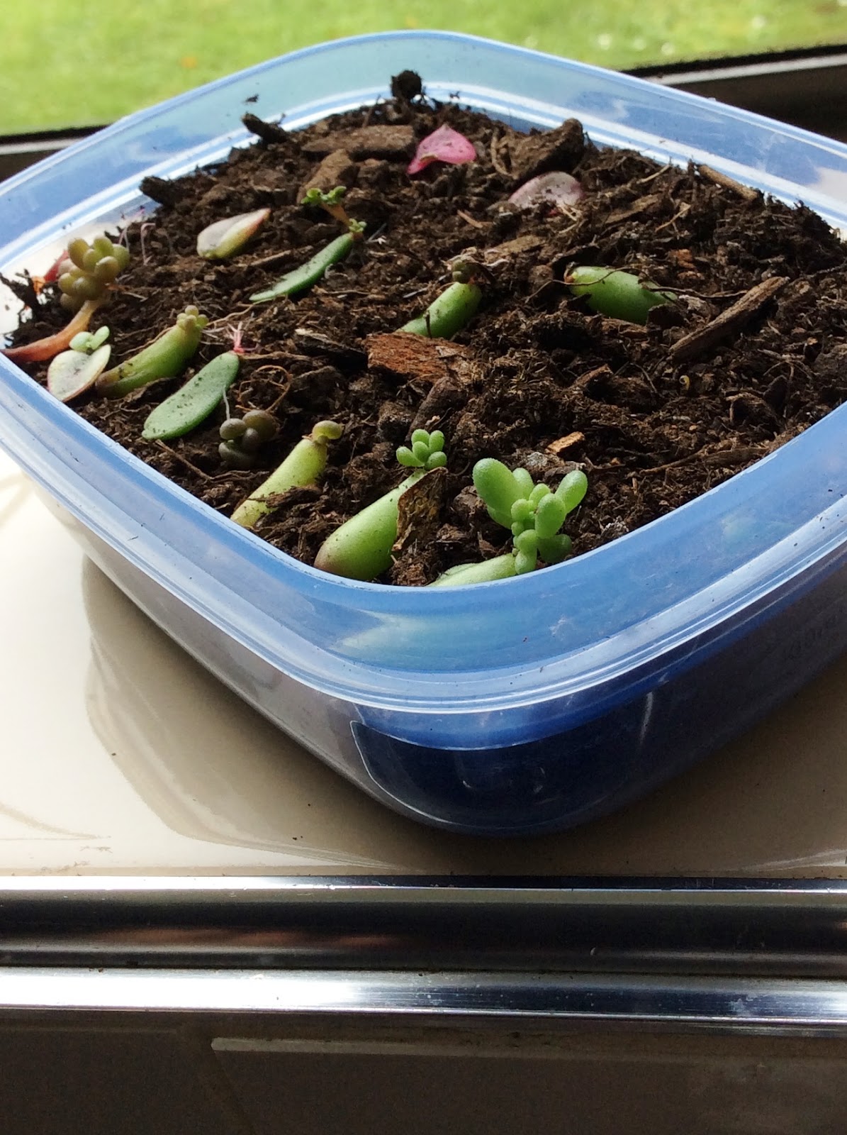 How to regrow succulents from their leaves