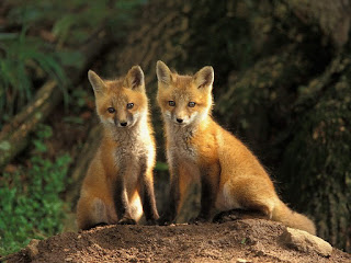 Ø£Ø±ÙØ¹ ØµÙØ± Ø§ÙØ«Ø¹Ùب - Photos fox اجÙ
Ù ØµÙØ± Ø«Ø¹ÙØ¨ ØµÙØ± fox Ù
جÙ
ÙØ¹Ø© ØµÙØ± ÙÙØ«Ø¹Ø§Ùب Ø£Ø±ÙØ¹ ØµÙØ± Ø§ÙØ«Ø¹Ùب - Photos fox اجÙ
Ù ØµÙØ± Ø«Ø¹ÙØ¨ ØµÙØ± fox Ù
جÙ
ÙØ¹Ø© ØµÙØ± ÙÙØ«Ø¹Ø§Ùب