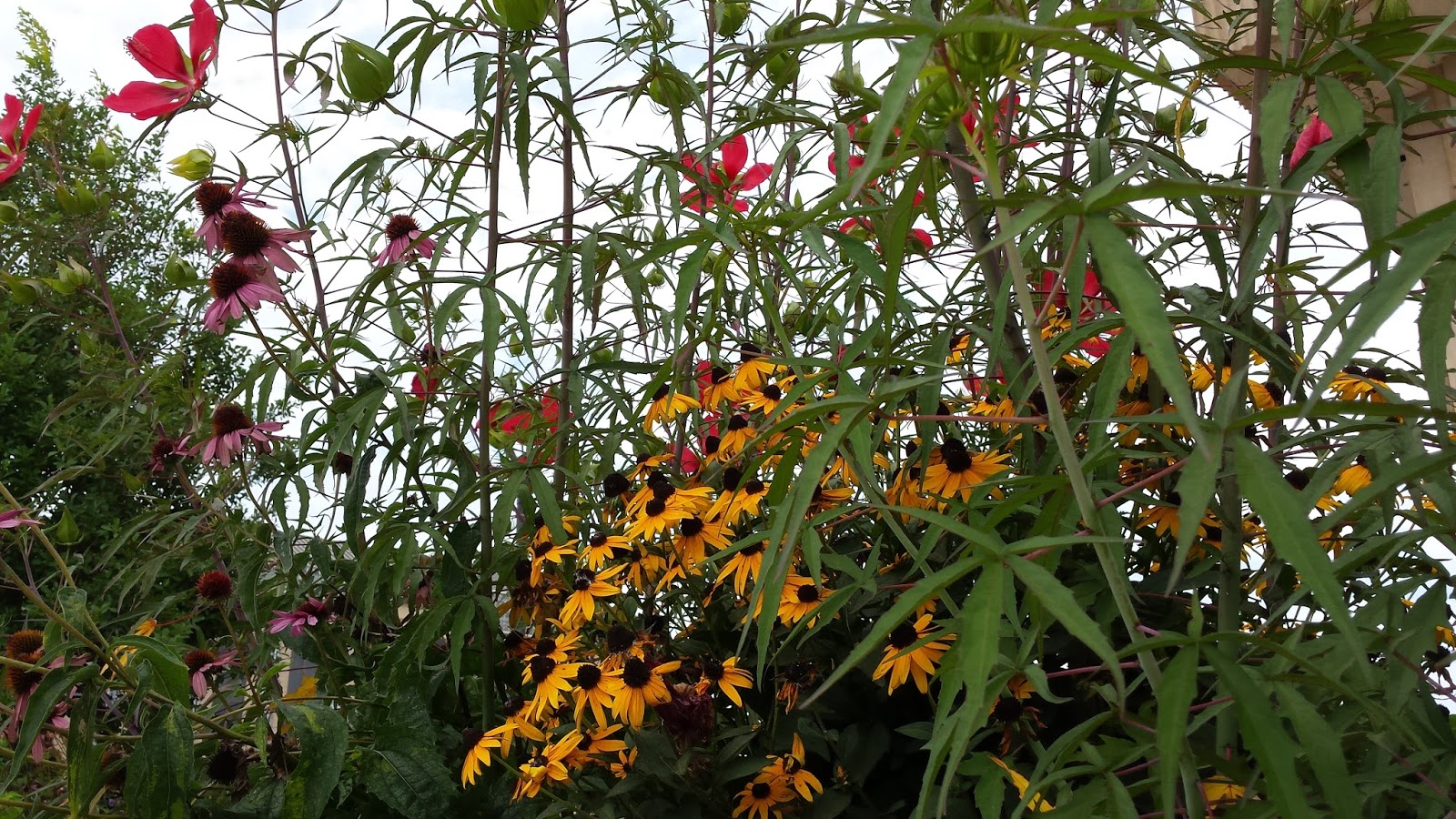 Sparrow Tree Journal Taxes and Flowers