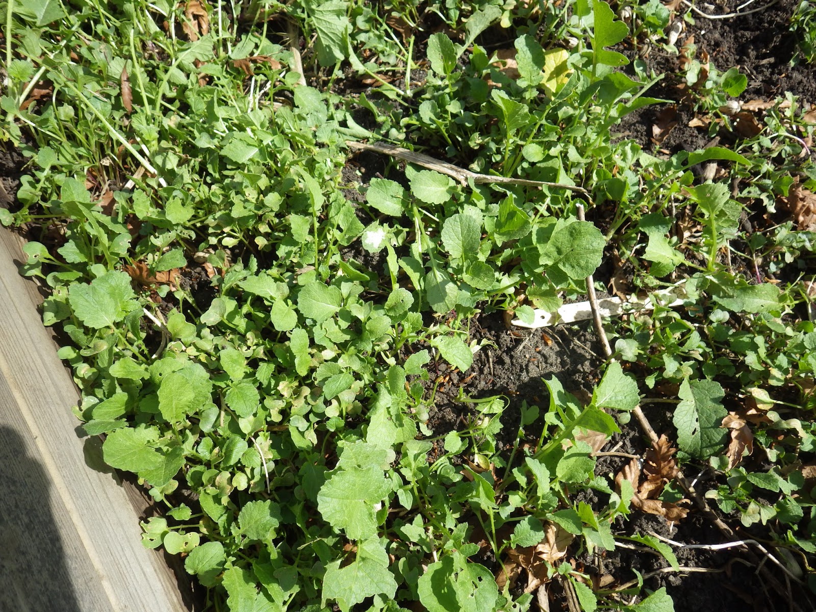 Victory Gardens for Bees Radishes at Moberly A Spicy Juicy Snack