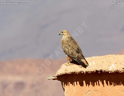 Busardo moro Buteo rufinus