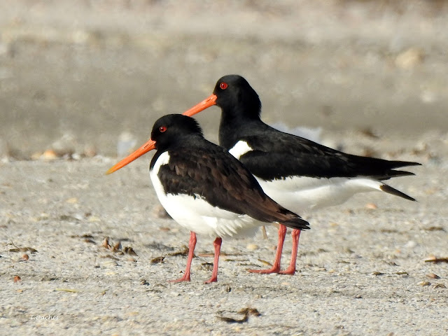 SCOICAR,  Haematopus ostralegus