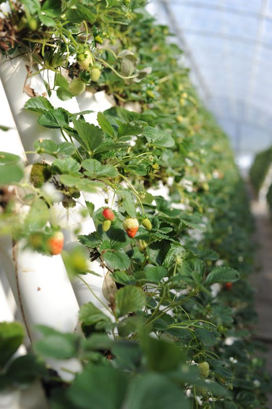 Wagon Wheel Ricardoes Tomatoes and Strawberry Farm, Port Macquarie