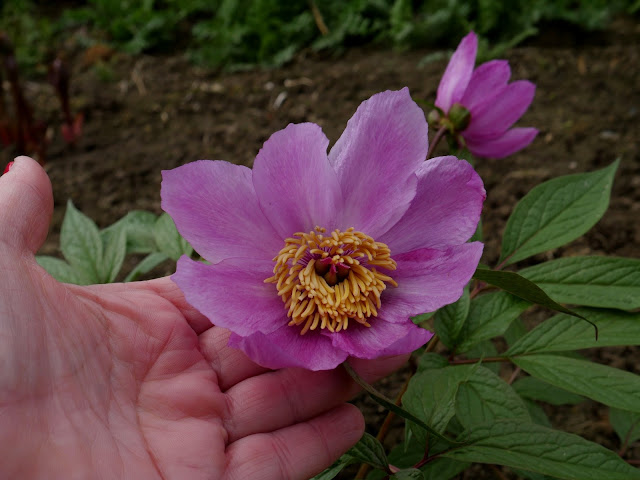 wczesne piwonie, ogrody wiejskie, projekty ogrodów wiejskich, ogrody naturalistyczne, zielonametamorfoza.pl mairei peony max