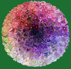african violets violet colors august dark flowers inspiration block yellow flower basic colour come lotto ball uploaded user