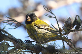 Antillean Siskin
