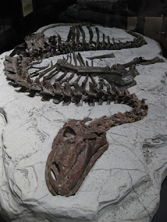 Tenontosaurus fossil in situ, Museum of the Rockies, Bozeman, Montana