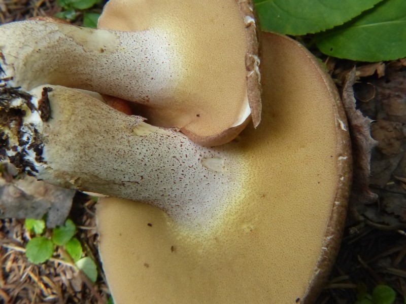 Faaxaal Photos nature gratuites et libres de droits Suillus