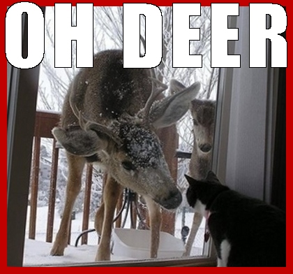 Cat meets bambi, helps find her mom killer