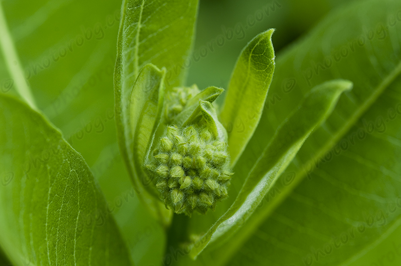 The 3 Foragers Foraging for Wild, Natural, Organic Food Milkweed