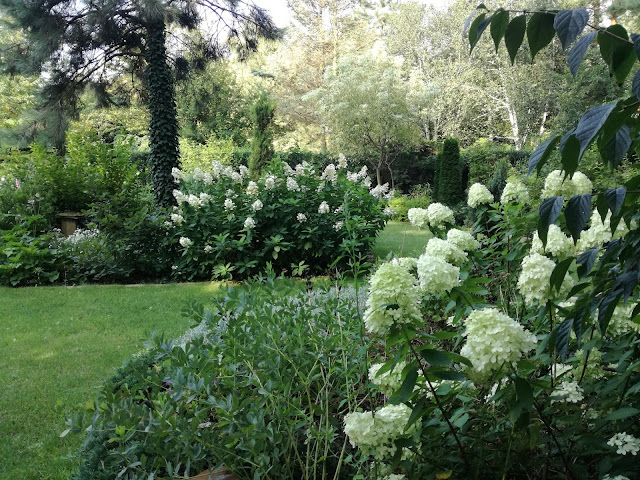 hydrangea paniculata