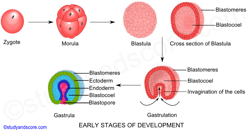 3 Tahapan Perkembangan Embrio Morula Blastula Dan Gastrula Masyog Com