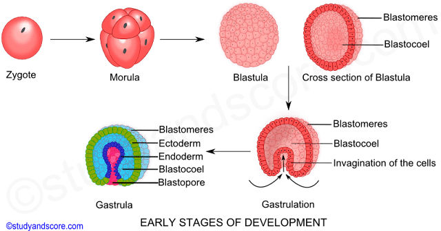 3 Tahapan Perkembangan Embrio (Morula , Blastula, dan Gastrula)
