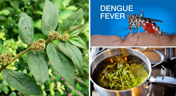 Halamang Gamot Na Tawa-tawa: Uminom Nito Kung Mayroon Kang Dengue