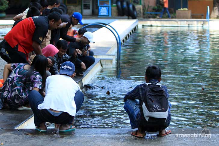 kolam cibulan kuningan