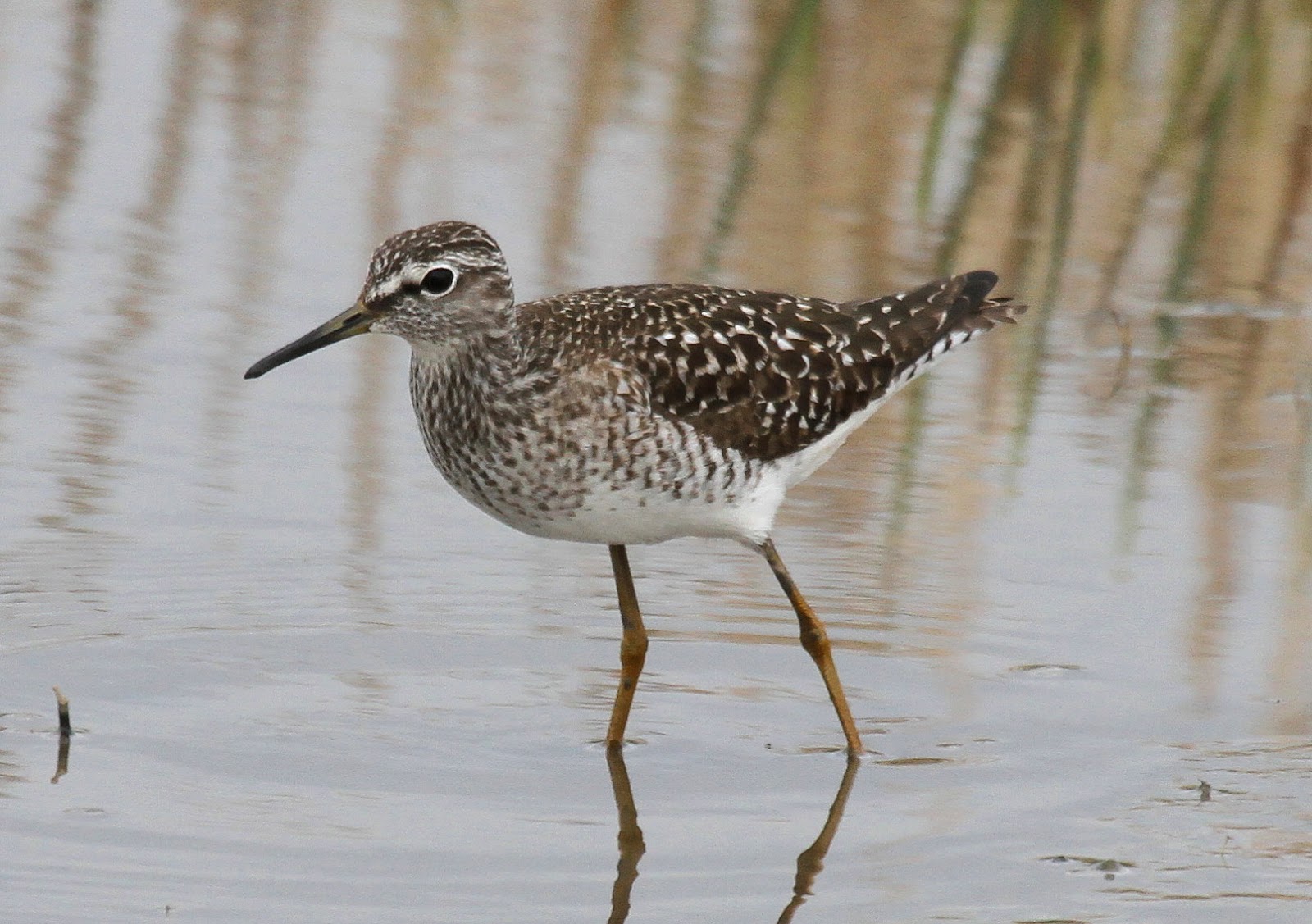 lapland Wood Sandpiper shows well.