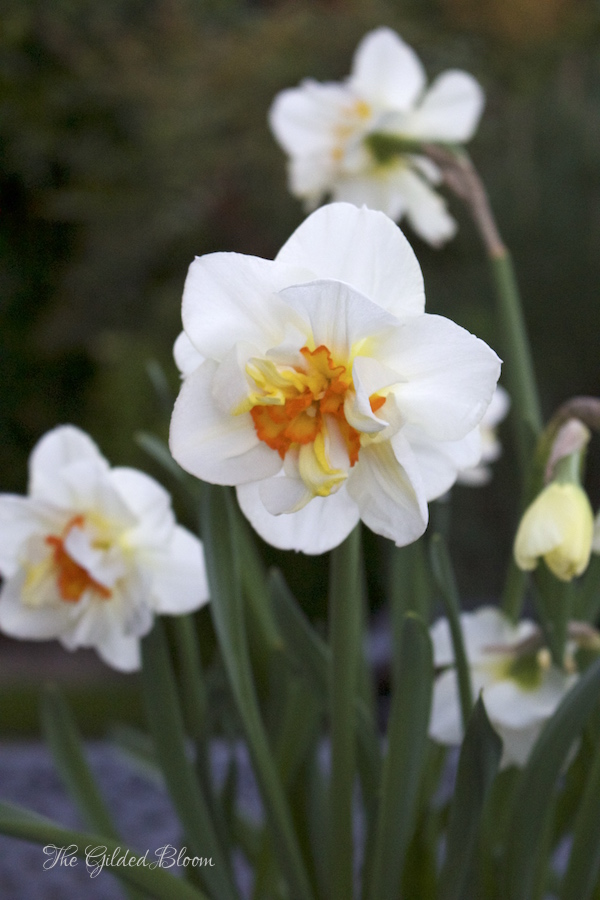 Flower Drift Daffodils- www.gildedbloom.com Flower Drift Daffodils- www.gildedbloom.com