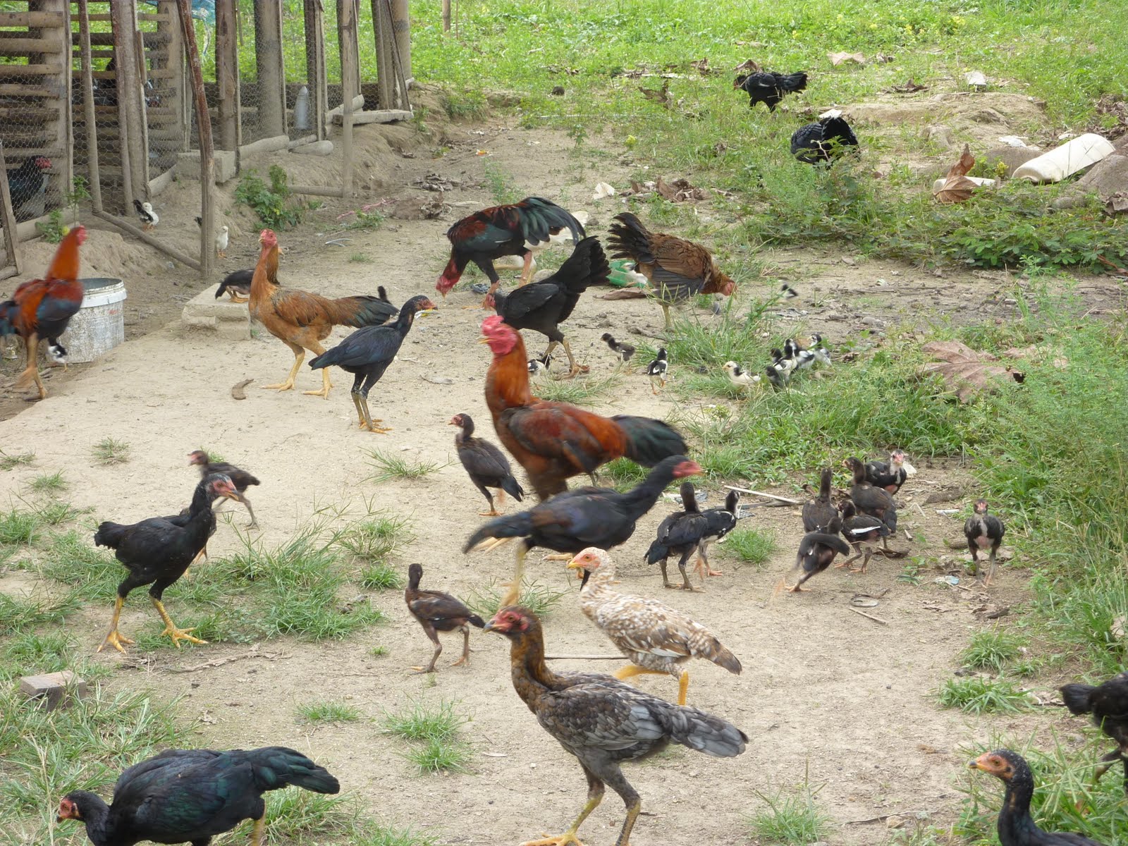 Pemikat Ayam  Hutan Sumatera Pengetahuan Umum Sebelum 