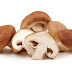 Champignon shiitaké : propriétés antioxydantes...