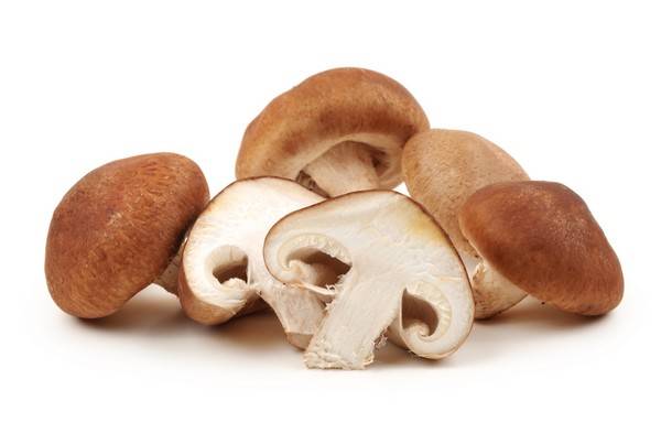 Champignon shiitaké : propriétés antioxydantes...