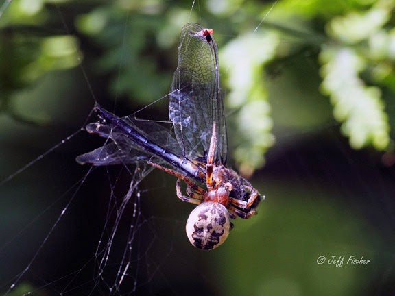 Furrow Orbweaver Captures a Whiteface Dragonfly
