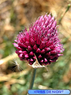 Flore du Mont Ventoux Flore du Mont Ventoux