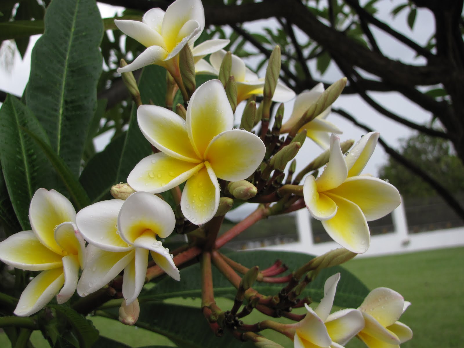 100 Weeks in Brazil Week 31 A Perfect Flower