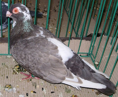 wattle pigeons - Spanish Flamenca Run