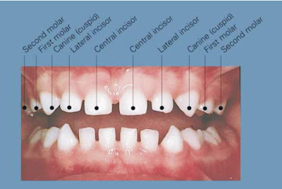 Mengenal Gigi Susu dan Masalah Gigi Susu pada Anak-anak | Floem