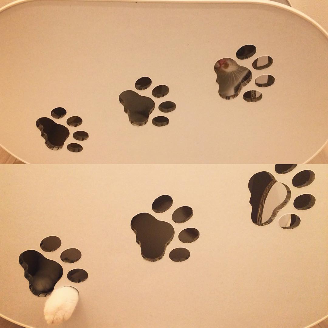 강지영네 고양이 | 인스티즈