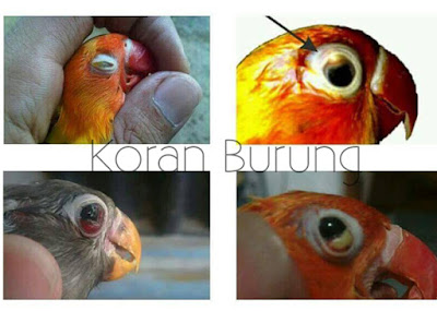 Awas Keliru!! Inilah Cara Paling Tepat Penanganan Penyakit Snot Pada Lovebird Snot atau dalam bahasa kedokteran disebut Infectious Coryza merupakan suatu penyakit pern Awas Keliru!! Inilah Cara Paling Tepat Penanganan Penyakit Snot Pada Lovebird
