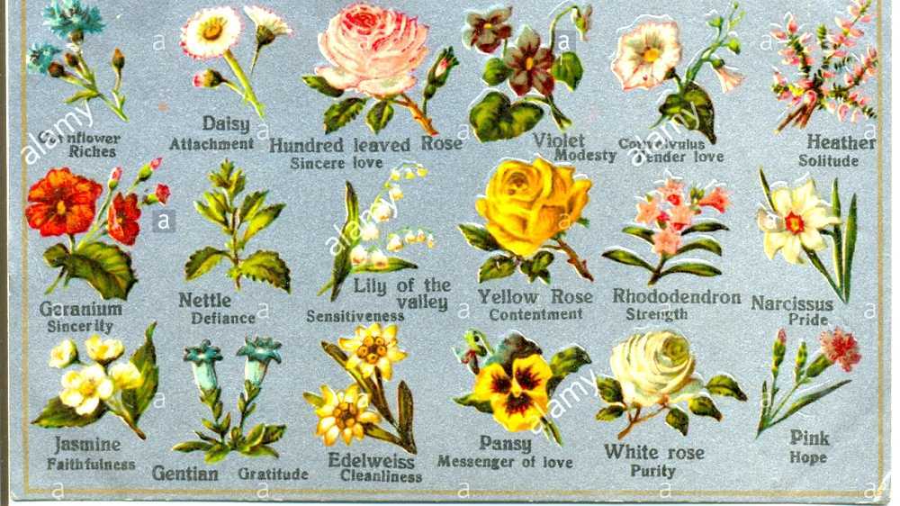 Language of flowers
