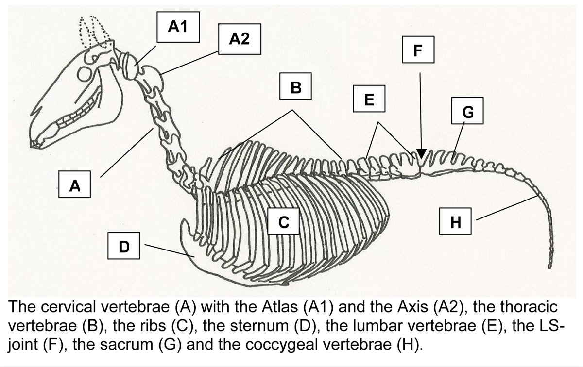 Musings at Minkiewicz Studios LLC: Equine Anatomy and Biomechanics: A