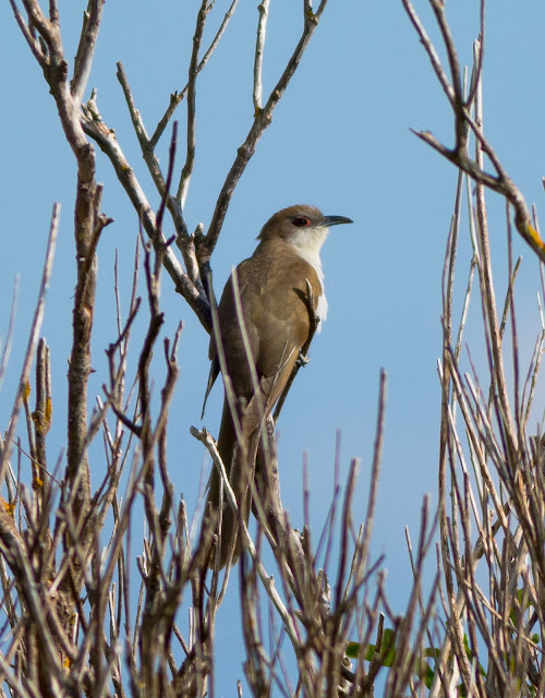 Black-billed Cuckoo - North Uist