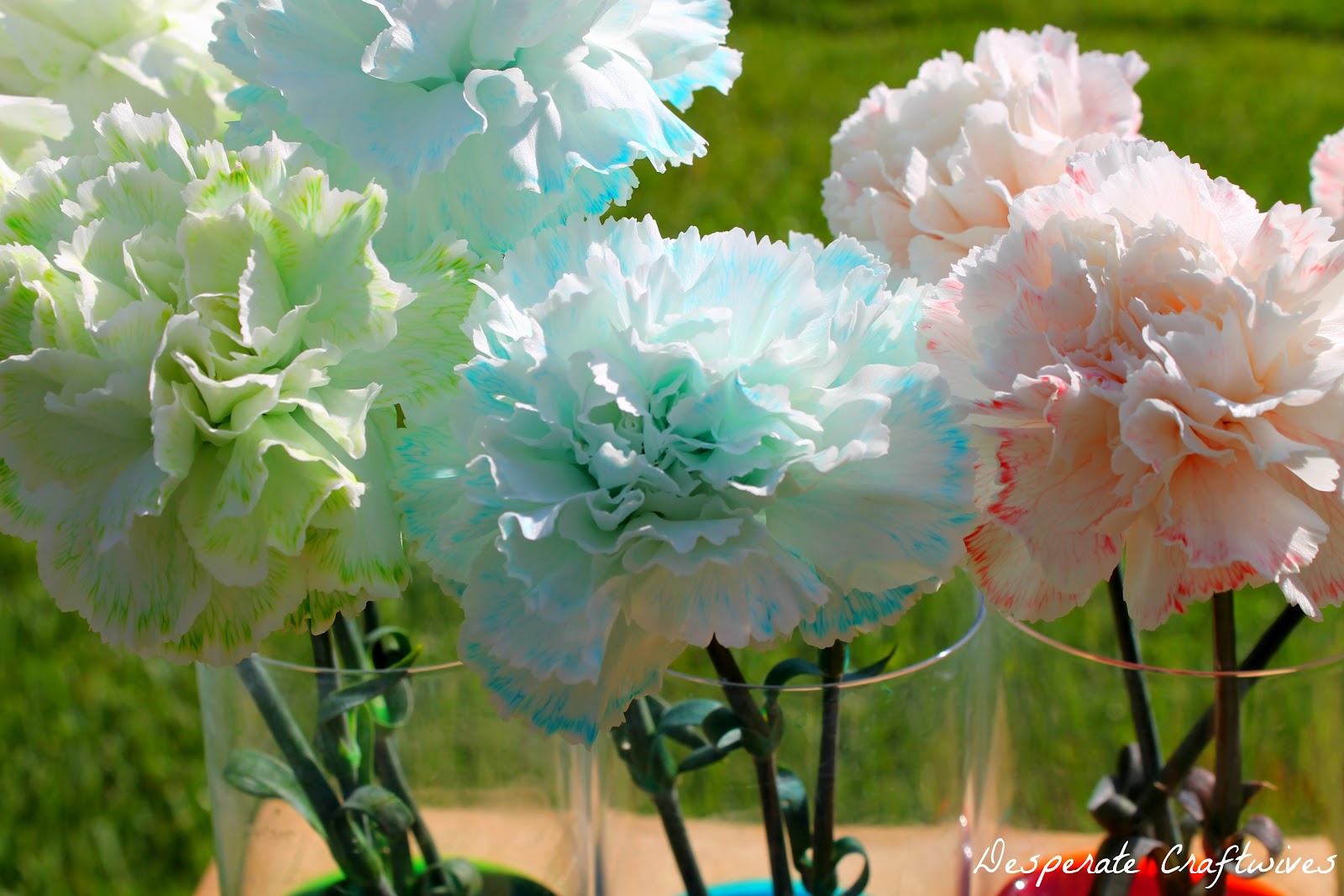 Desperate Craftwives Colored Carnation Experiment